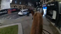 Watch the moment a wanted man is chased along a pavement in Blackburn town centre by mounted police - Lancashire Police Chase in Blackburn
