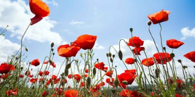 Blackburn with Darwen Council Remembrance Concert